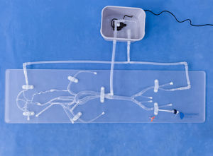modèle vasculaire intracrânien