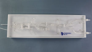 modèle vasculaire intracrânien