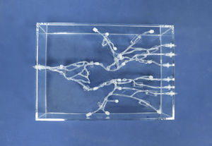 modèle anatomique abdominal