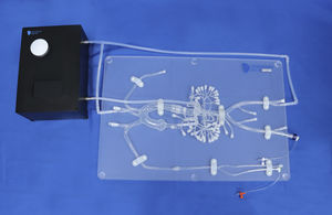 modèle anatomique abdominal