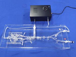 modèle vasculaire de vaisseaux sanguins