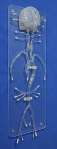modèle anatomique intracrânien