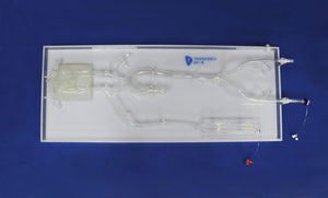 modèle vasculaire intracrânien