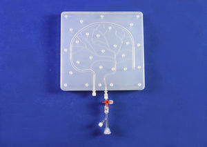modèle anatomique intracrânien