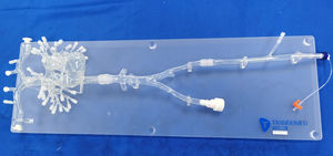 modèle vasculaire cardiaque