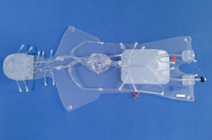 modèle anatomique pour angiographie