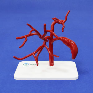 modèle vasculaire abdominal