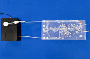 modèle vasculaire abdominal