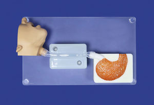 modèle vasculaire abdominal