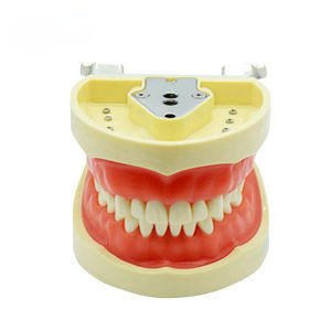 modèle anatomique de dentition