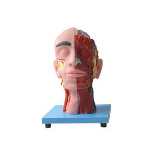 modèle anatomique visage