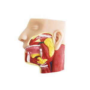 modèle anatomique facial