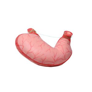 modèle anatomique gastrique