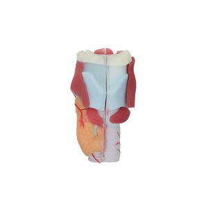 modèle anatomique de larynx