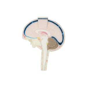 modèle anatomique de cerveau