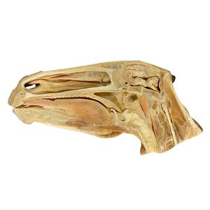 modèle anatomique de tête