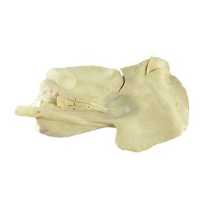 modèle anatomique de foie
