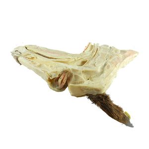 modèle anatomique de tête