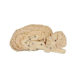 modèle anatomique de cerveau