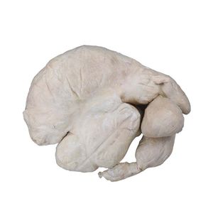 modèle anatomique d'estomac