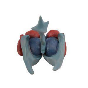 modèle anatomique de cerveau