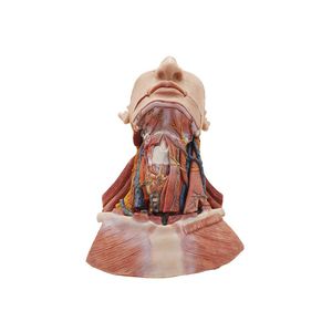 modèle anatomique de tête