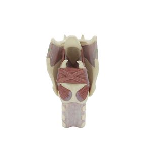 modèle anatomique de larynx