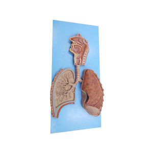 modèle anatomique d'appareil respiratoire