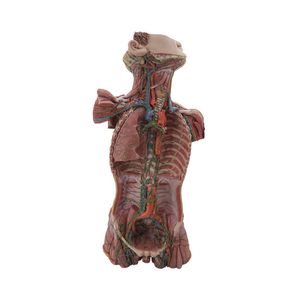 modèle anatomique de système lymphatique