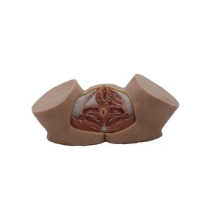 modèle anatomique de pelvis