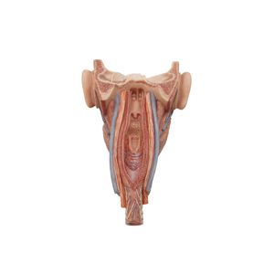 modèle anatomique de pharynx