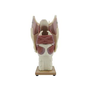 modèle anatomique de larynx