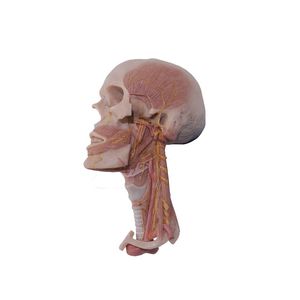 modèle anatomique de tête