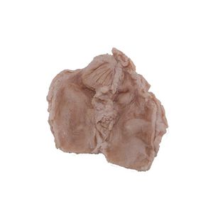 modèle anatomique de duodenum