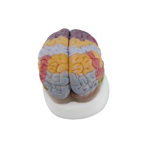 modèle anatomique de cerveau
