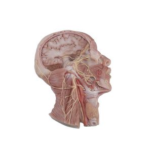 modèle anatomique de cerveau