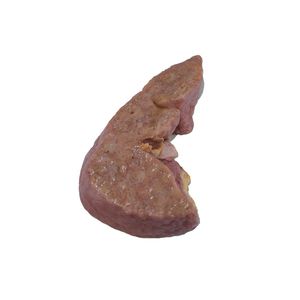 modèle anatomique de foie