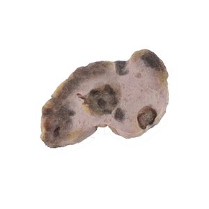 modèle anatomique d'ovaire