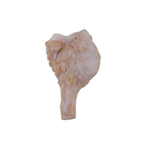 modèle anatomique osseux