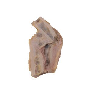 modèle anatomique d'os