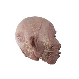 modèle anatomique de tête