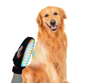 laser de photostimulation vétérinaire pour animaux de compagnie