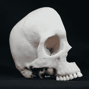 modèle anatomique de crâne