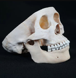 modèle anatomique de crâne