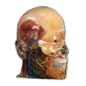 modèle anatomique de tête