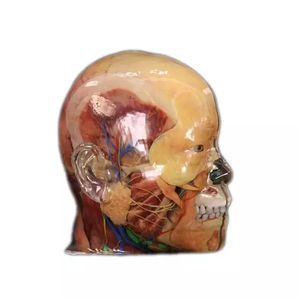 modèle anatomique visage
