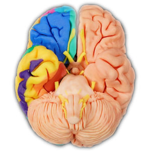 modèle anatomique de cerveau