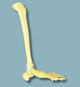 modèle anatomique de pied
