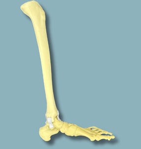 modèle anatomique de tibia