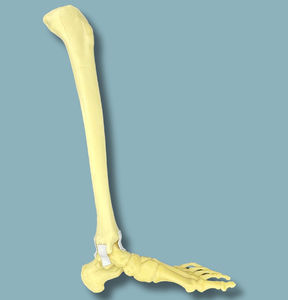 modèle anatomique de tibia